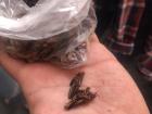 Some grasshoppers in hand for size