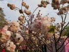 The final bloom of the cherry blosssoms
