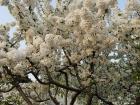 Blooming white cherry blossoms