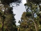 A large path between trees that leads toward a museum