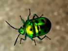 An Indian green jewel bug that I found at my host institution