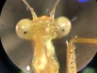 A freshly emerged praying mantis under a microscope (September 2018)