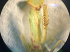 The deceased praying mantis placed under a microscope