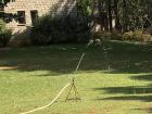 Sprinklers keep my host institution's lawns green despite the heat