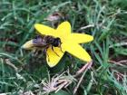 An Eristalis tenax hoverfly atop an attractive artificial flower