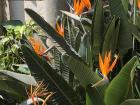 Bird of paradise flowers in the gardens of my host institution