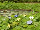 Artificial flower models placed outside in the wild