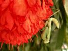 A praying mantis hanging from a collection of flowers