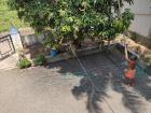 A local man uses a long rod to pick a mango from the top of the tree