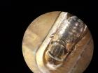 An Eristalinus aeneus hoverfly under a microscope