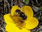 An Eristalis tenax hoverfly on a buttercup