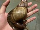 A snail that my hostel-mates crowded around during monsoon season