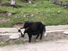 A yak near one of our field sites