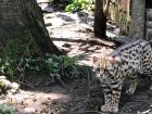 This leopard cat that I saw at the Sikkim Himalayan Zoological Park is native to the Himalayan region