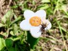 A hoverfly on one of our artificial models of a strawberry flower