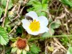 A hoverfly on a real strawberry flower
