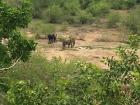 My view of these elephants from my hotel balcony