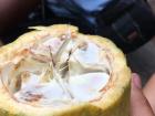 Cocoa pods I tasted in Kumasi