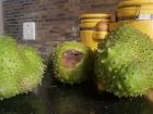 Soursop fruit