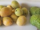 Mangos from the garden