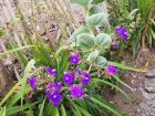 Beautiful flowers near the School of Vision