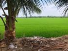 Rice is a staple in Vietnam