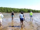 A common feature of mangrove forests is mud, lots of mud