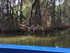 They are resilient, but many things, including people, threaten mangroves' survival