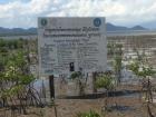 I had a chance to plant some mangrove trees here last year