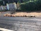 Here are some coconut shells drying in the sun