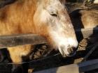 A horse from the local zoo. He came up to me as soon as he saw that I had popcorn.