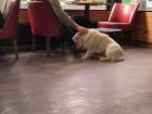 The stray dog followed the young man into the coffeeshop. He ended up coming up to me and allowing me to pet him before he was kicked out.