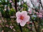 Spring has finally arrived. A cherryblossom from my friend's house in the village.