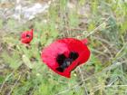 An upclsoe view of the poppy flower, my favorite that I have seen here in Tbilisi