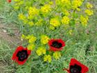 A couple of poppies all bunched together near some yellow flowers