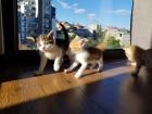 Two of my foster kittens are in the middle of playing on a sunny afternoon.
