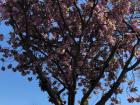 Cherry Blossom tree