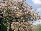 Cherry Blossom tree one week after blooming