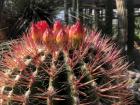 A cactus with pink spikes