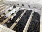 Grapes are harvested and then fermented to make wine