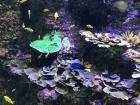 Saw some royal blue tang fish at the San Sebastián aquarium