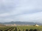 A vineyard in the La Rioja region of Spain