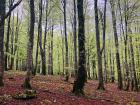 The Natural Park of Urbasa and Andía includes areas of beech forests