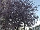 Cherry blossom tree in bloom