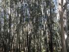 Eucalyptus trees in Salvaterra