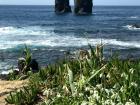 Wild garlic by the ocean