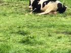 A cow resting in the field