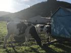 The cows that provide fresh milk 