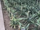 Pineapples growing in the greenhouses