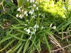 The white, bell-shaped flowers